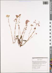 Sedum album L., Eastern Europe, Belarus (E3a) (Belarus)