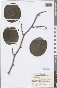 Smilax, South Asia, South Asia (Asia outside ex-Soviet states and Mongolia) (ASIA) (China)