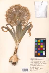 Allium caspium (Pall.) M.Bieb., Eastern Europe, Lower Volga region (E9) (Russia)