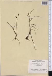 Carex rariflora (Wahlenb.) Sm., America (AMER) (Canada)