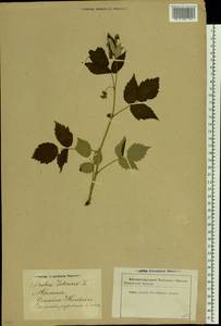 Rubus idaeus L., Eastern Europe, Latvia (E2b) (Latvia)