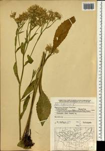 Aster tataricus L. fil., Mongolia (MONG) (Mongolia)