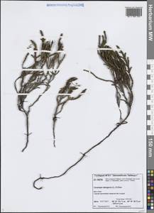 Cassiope tetragona (L.) D.Don, Siberia, Central Siberia (S3) (Russia)