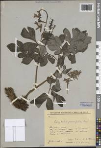 Corydalis paeoniifolia (Steph.) Pers., Siberia, Yakutia (S5) (Russia)