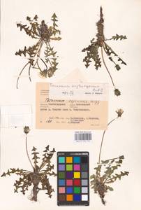 Taraxacum erythrospermum Andrz. ex Besser, Eastern Europe, Lower Volga region (E9) (Russia)