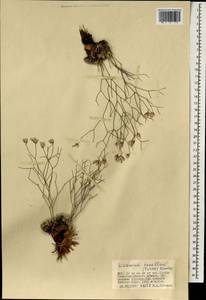 Limonium tenellum (Turcz.) Kuntze, Mongolia (MONG) (Mongolia)