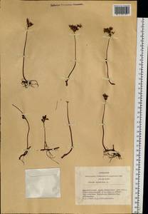 Phedimus hybridus (L.) 't Hart, Siberia, Altai & Sayany Mountains (S2) (Russia)