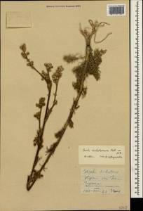 Hippomarathrum dichotomum (Pall. ex M. Bieb.) Link, Crimea (KRYM) (Russia)