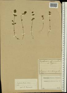 Euphrasia ×vernalis List, Eastern Europe, Central forest region (E5) (Russia)