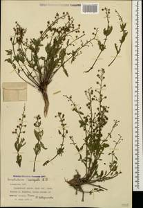 Scrophularia variegata M. Bieb., Caucasus, Armenia (K5) (Armenia)