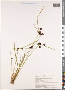 Cyperus difformis L., Siberia, Russian Far East (S6) (Russia)