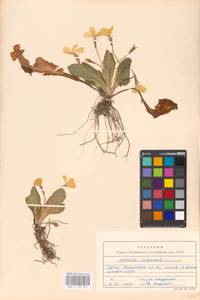 Primula vulgaris Huds., Crimea (KRYM) (Russia)