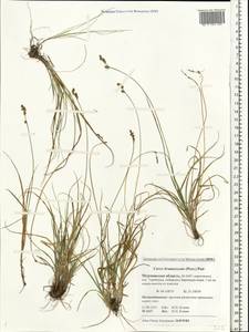 Carex brunnescens (Pers.) Poir., Eastern Europe, Northern region (E1) (Russia)