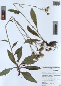 Hieracium korshinskyi Zahn, Siberia, Altai & Sayany Mountains (S2) (Russia)