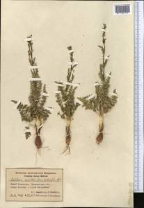 Oedibasis apiculata (Kar. & Kir.) Koso-Pol., Middle Asia, Syr-Darian deserts & Kyzylkum (M7) (Kazakhstan)