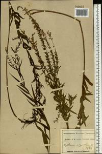 Lythrum virgatum L., Eastern Europe, Central forest-and-steppe region (E6) (Russia)