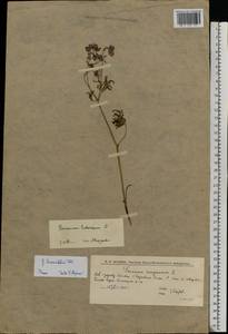 Geranium linearilobum DC. in Lam. & DC., Eastern Europe, Lower Volga region (E9) (Russia)