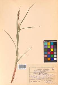 Carex sordida Van Heurck & Müll.Arg., Siberia, Russian Far East (S6) (Russia)