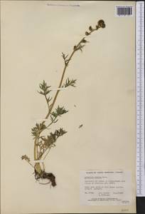 Artemisia norvegica subsp. saxatilis (Besser) H. M. Hall & Clem., America (AMER) (Canada)