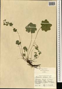 Alchemilla heptagona Juz., Eastern Europe, Central region (E4) (Russia)