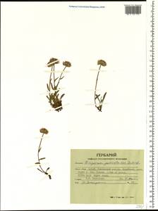 Erigeron petiolaris F. Vierh., Siberia, Altai & Sayany Mountains (S2) (Russia)
