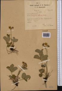 Fragaria viridis Duchesne, Middle Asia, Northern & Central Kazakhstan (M10) (Kazakhstan)