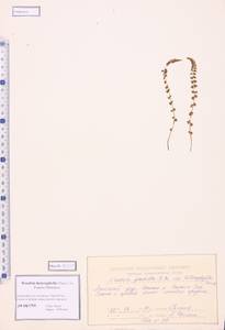 Woodsia pulchella Bertol., Siberia, Altai & Sayany Mountains (S2) (Russia)