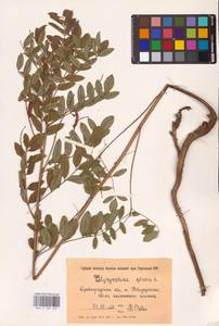 Glycyrrhiza glabra L., Eastern Europe, South Ukrainian region (E12) (Ukraine)