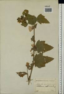 Althaea officinalis L., Eastern Europe, Central forest-and-steppe region (E6) (Russia)