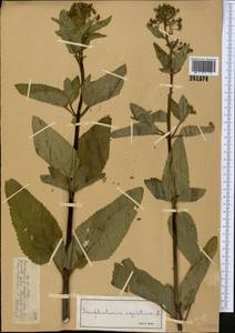 Scrophularia umbrosa Dumort., Middle Asia, Dzungarian Alatau & Tarbagatai (M5) (Kazakhstan)