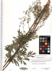 Thalictrum simplex L., Eastern Europe, Middle Volga region (E8) (Russia)