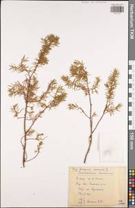 Juniperus communis L., Eastern Europe, Central region (E4) (Russia)