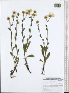 Aster amellus L., Eastern Europe, Central region (E4) (Russia)