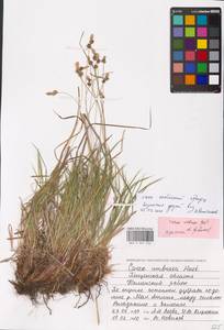 Carex umbrosa Host, Eastern Europe, Middle Volga region (E8) (Russia)