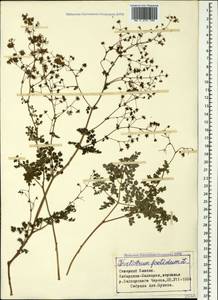 Thalictrum foetidum L., Caucasus, Stavropol Krai, Karachay-Cherkessia & Kabardino-Balkaria (K1b) (Russia)