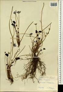 Plagiorhegma dubium Maxim., South Asia, South Asia (Asia outside ex-Soviet states and Mongolia) (ASIA) (North Korea)