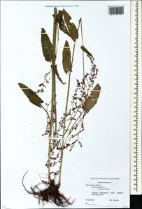 Rumex acetosa L., Eastern Europe, Moscow region (E4a) (Russia)