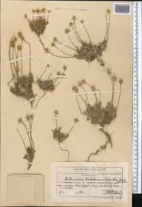 Cancrinia discoidea (Ledeb.) Poljakov ex Tzvelev, Middle Asia, Muyunkumy, Balkhash & Betpak-Dala (M9) (Kazakhstan)