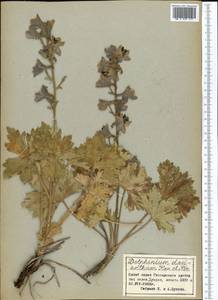 Delphinium dasyanthum Kar. & Kir., Middle Asia, Pamir & Pamiro-Alai (M2) (Tajikistan)