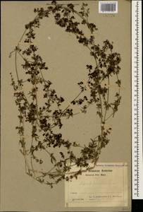 Galium humifusum M.Bieb., Caucasus, Armenia (K5) (Armenia)