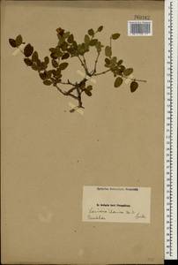 Lonicera iberica M. Bieb., South Asia, South Asia (Asia outside ex-Soviet states and Mongolia) (ASIA) (Iran)