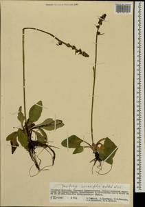 Micranthes hieraciifolia (Waldst. & Kit.) Haw., Mongolia (MONG) (Mongolia)