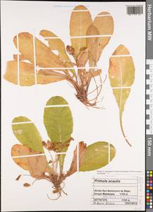 Primula vulgaris subsp. vulgaris, Western Europe (EUR) (Spain)