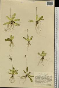 Primula farinosa L., Siberia, Russian Far East (S6) (Russia)