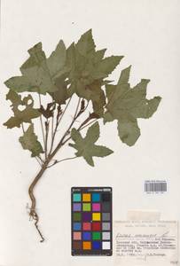 Ricinus communis L., Eastern Europe, South Ukrainian region (E12) (Ukraine)