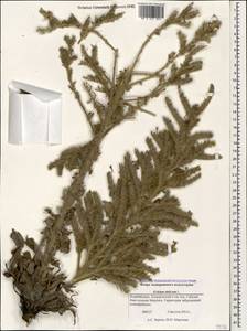 Echium italicum subsp. biebersteinii (Lacaita) Greuter & Burdet, Caucasus, Azerbaijan (K6) (Azerbaijan)