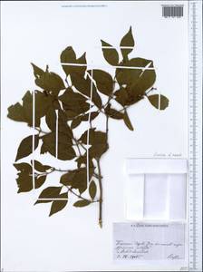 Lonicera maackii (Rupr.) Maxim., Siberia, Russian Far East (S6) (Russia)