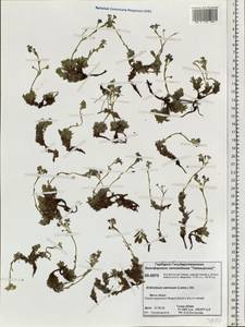 Eritrichium sericeum (Lehm.) A. DC., Siberia, Central Siberia (S3) (Russia)