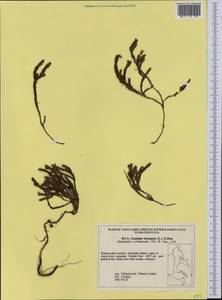 Cassiope tetragona (L.) D. Don, Siberia, Russian Far East (S6) (Russia)