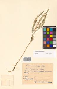 Lepidium densiflorum Schrad., Siberia, Russian Far East (S6) (Russia)